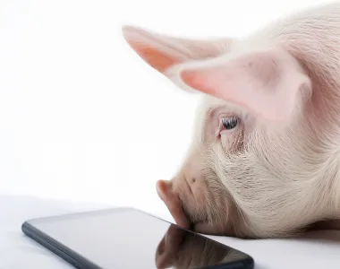 Legjobbat a legjobbaknak! A háztáji állatai a Purina takarmányt választanák